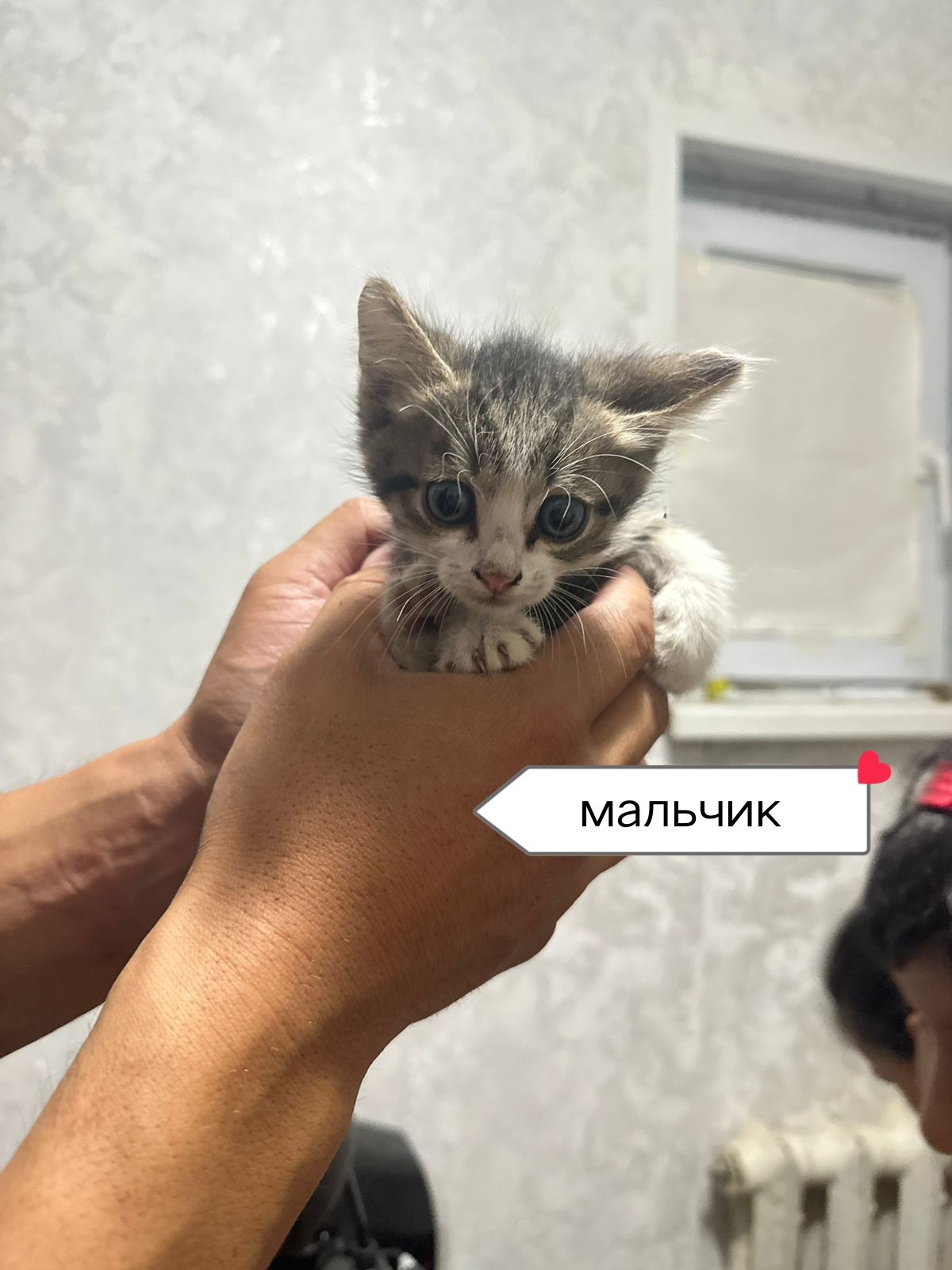 Отдам котят в добрые руки