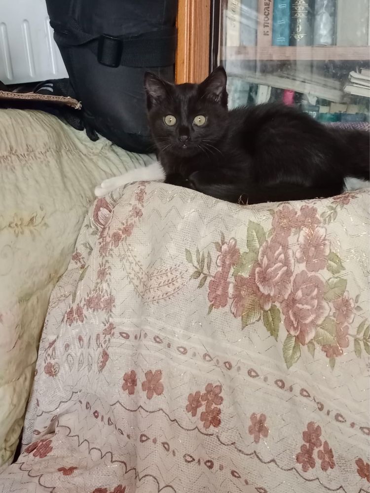 Отдам котят в добрые руки
