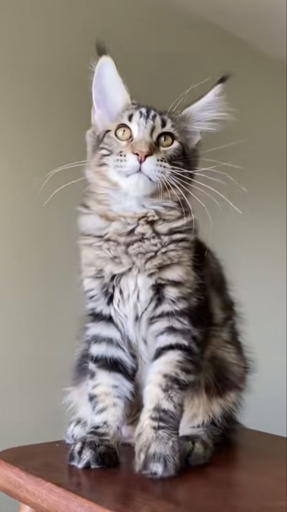 Котята мейнкун из питомника