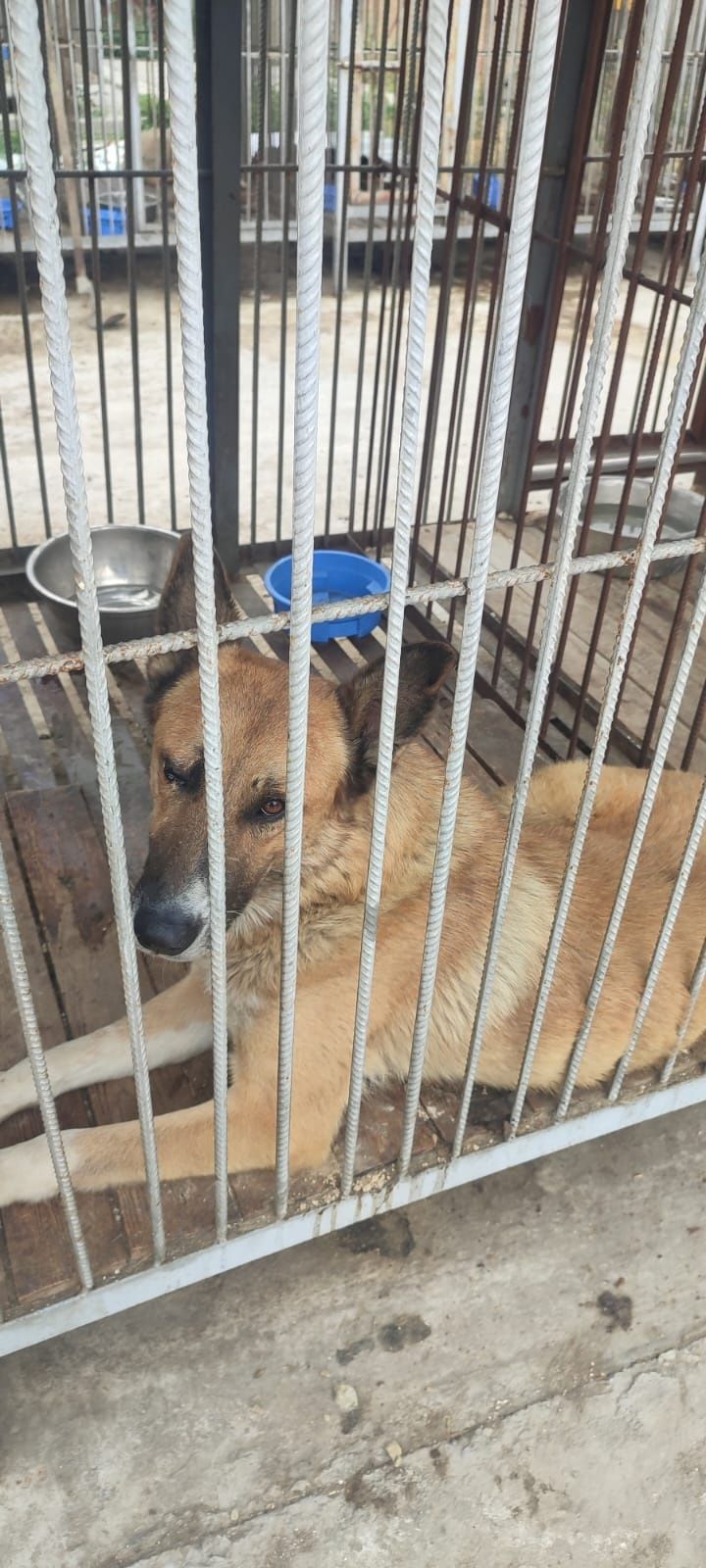 Прошу помощи ,помогите найти дома для собачек с отлова