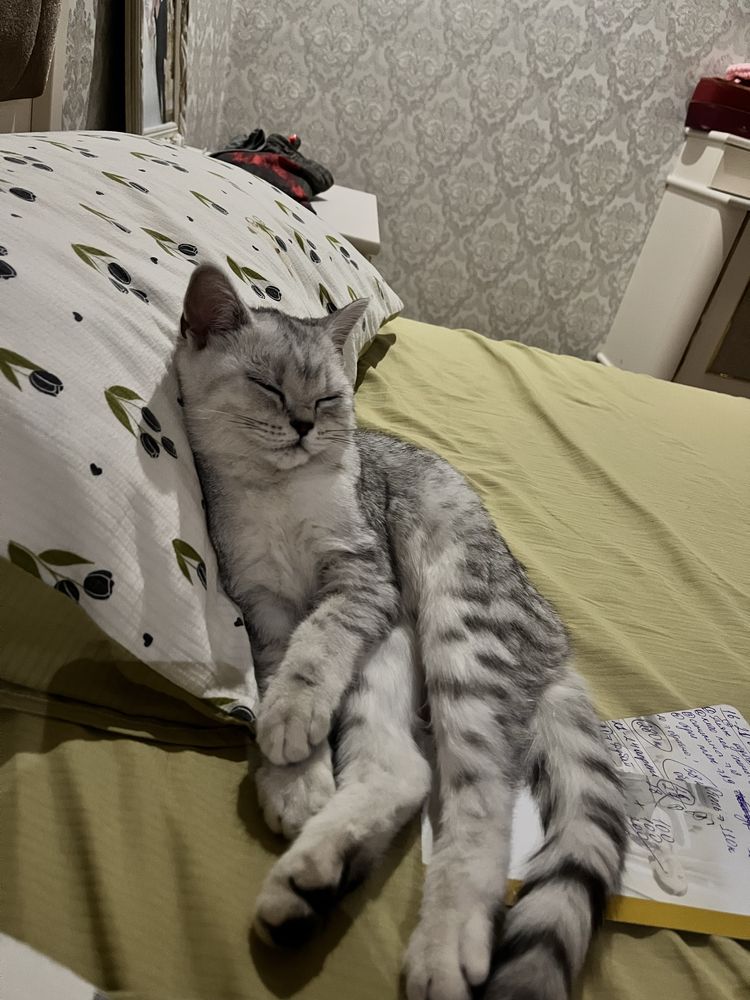 Котенок 7 месяцев