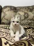 Котенок(мальчик)шотландский вислоухий