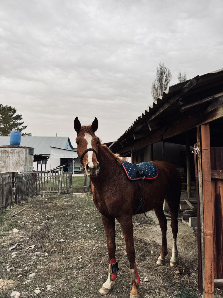 Агылшын байтал 2 жасар