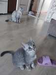 Котёнок 2.5 месяца готов к переезду