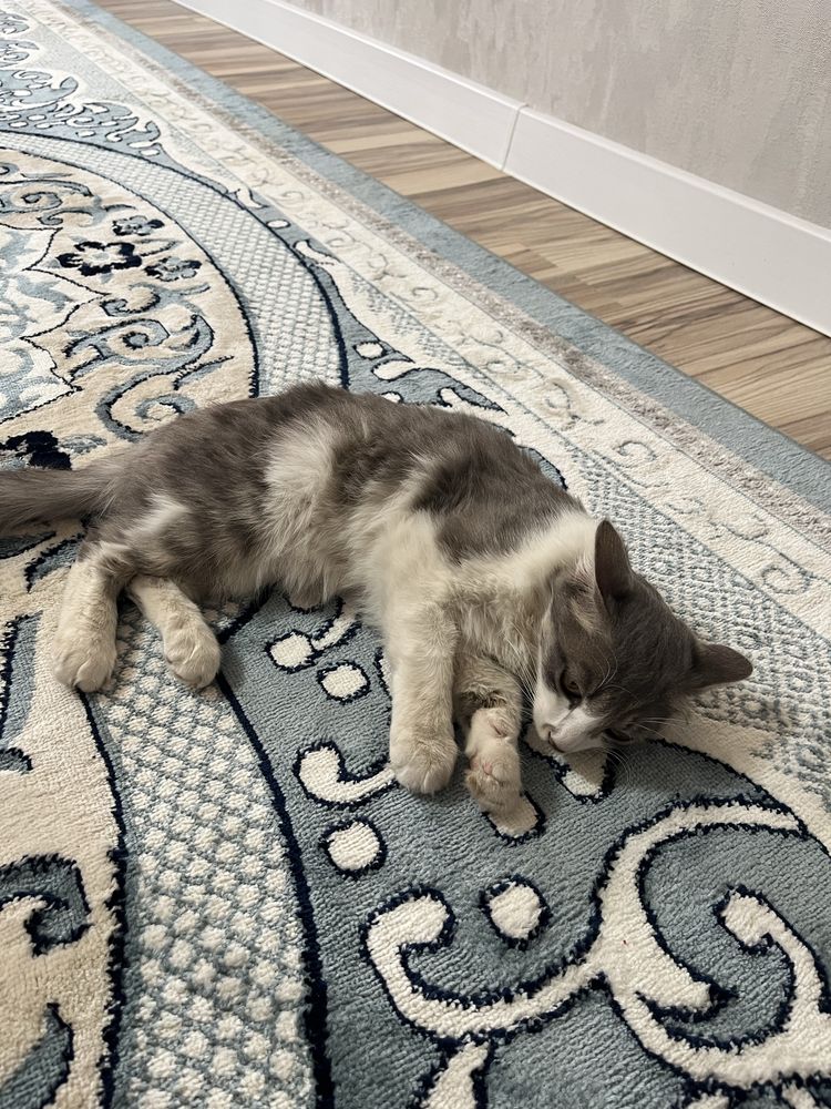 Мысық марғау . Котенок