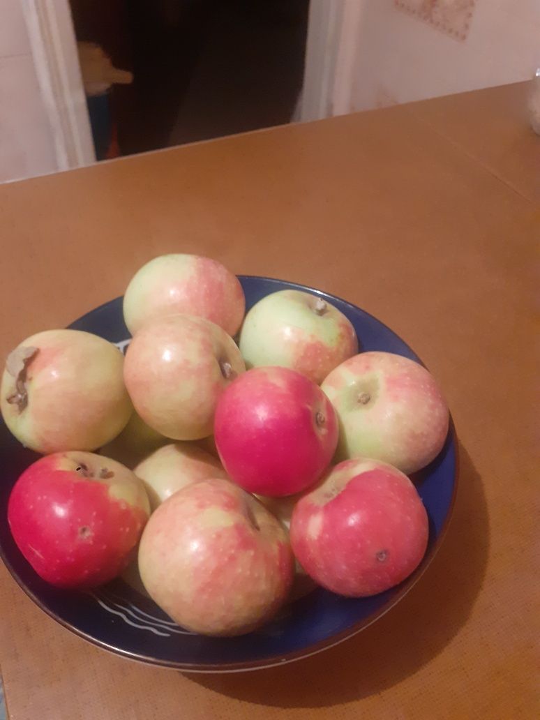 Продам яблоки Солнцедар