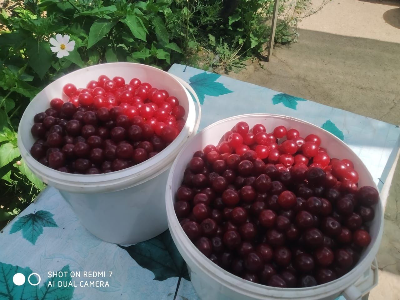 Вишня дачная, крупная сладкая
