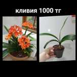 Комнатные цветы  500тг