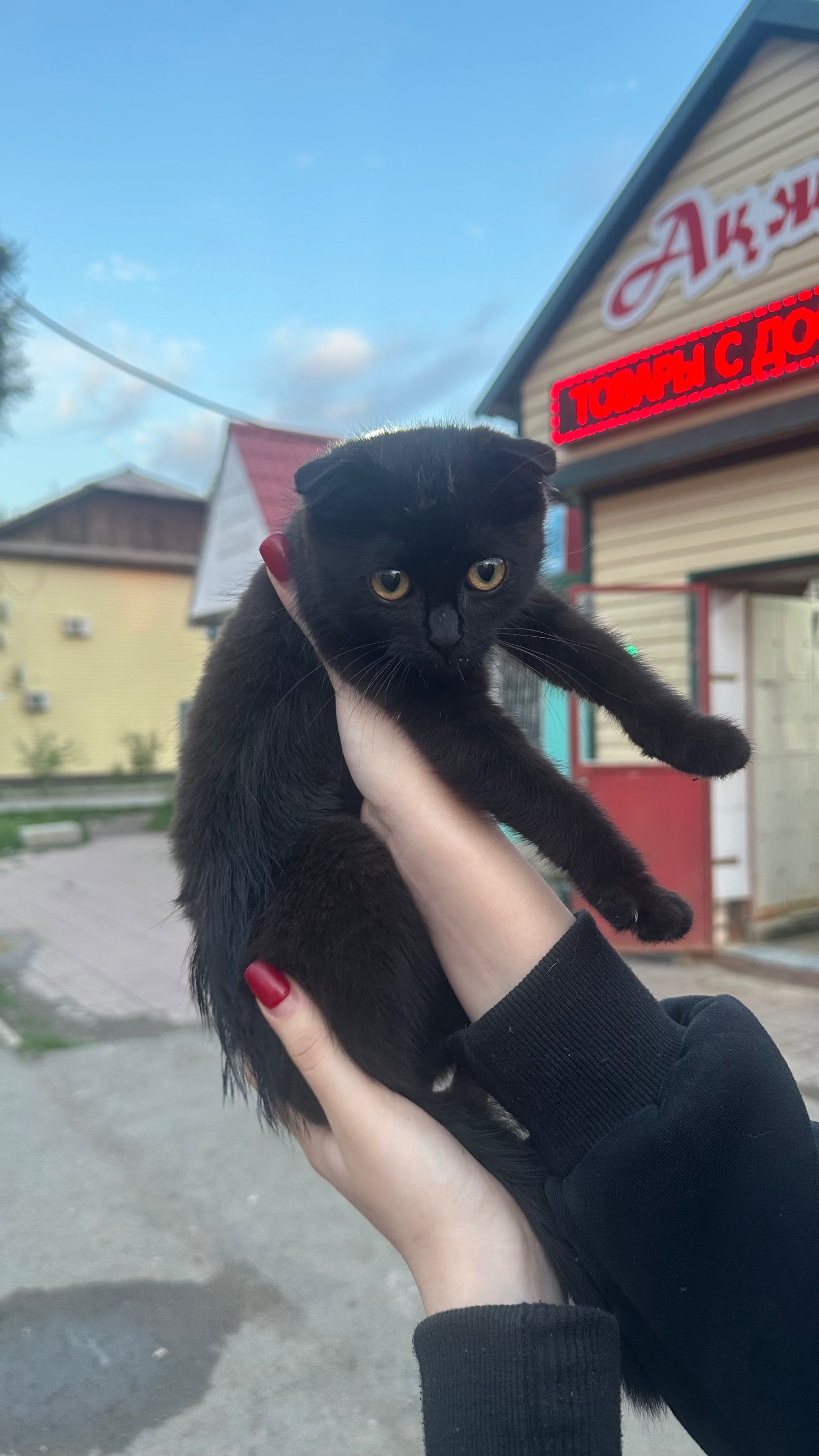 Котенок вислоухий бесплатно