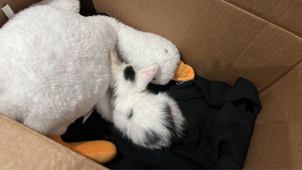 СРОЧНО! котенка в добрые руки