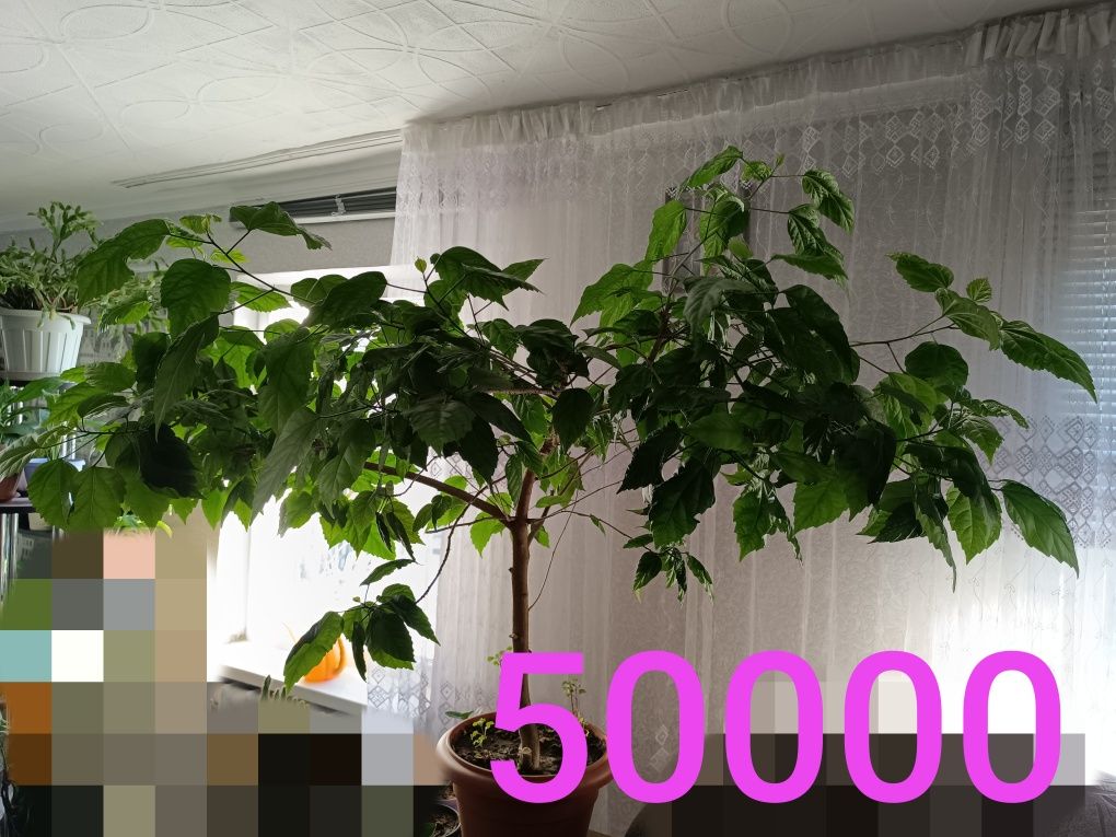 Продам недорого цветы