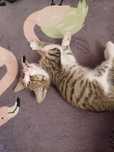 Котёнок бесплатно