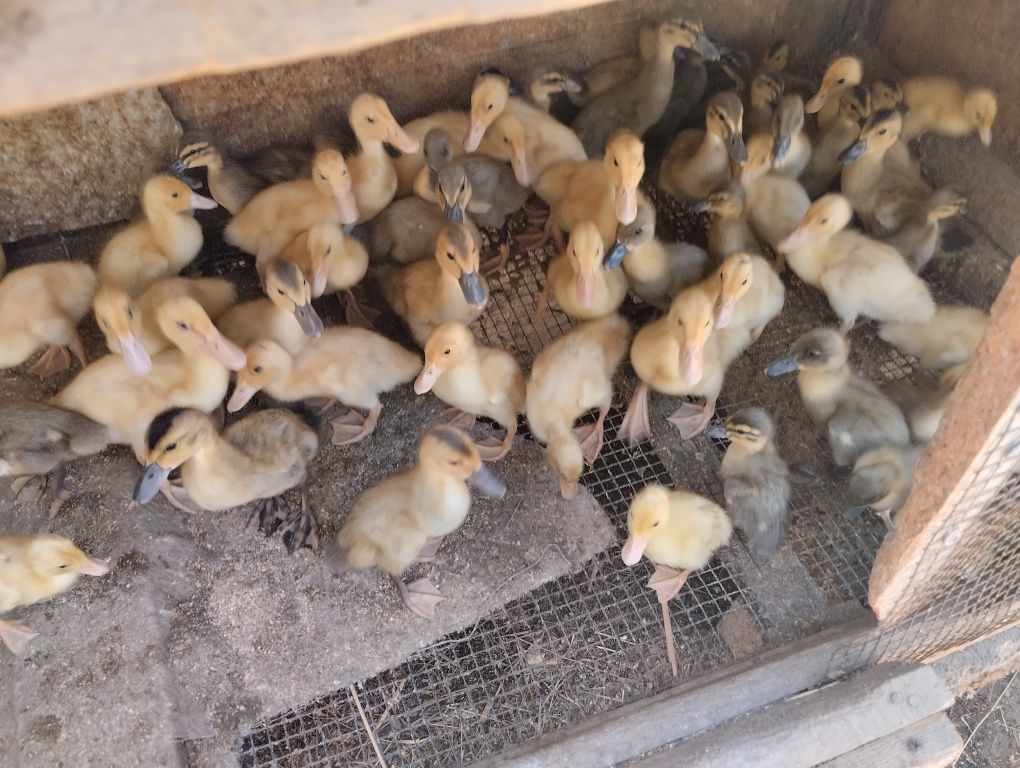 Продам утят пекинки башкирки
