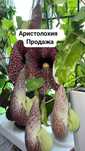 Гордении ЭкзотикаКлеродендрумы  !!!комнатные цветы !!!Отправка по всем