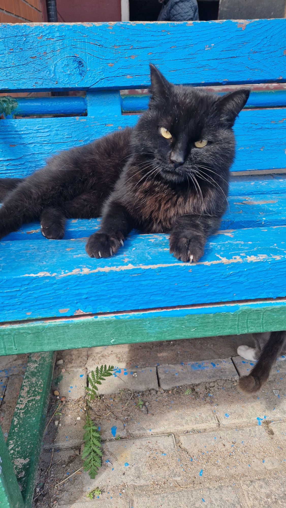 Кастрированный котик в добрые руки