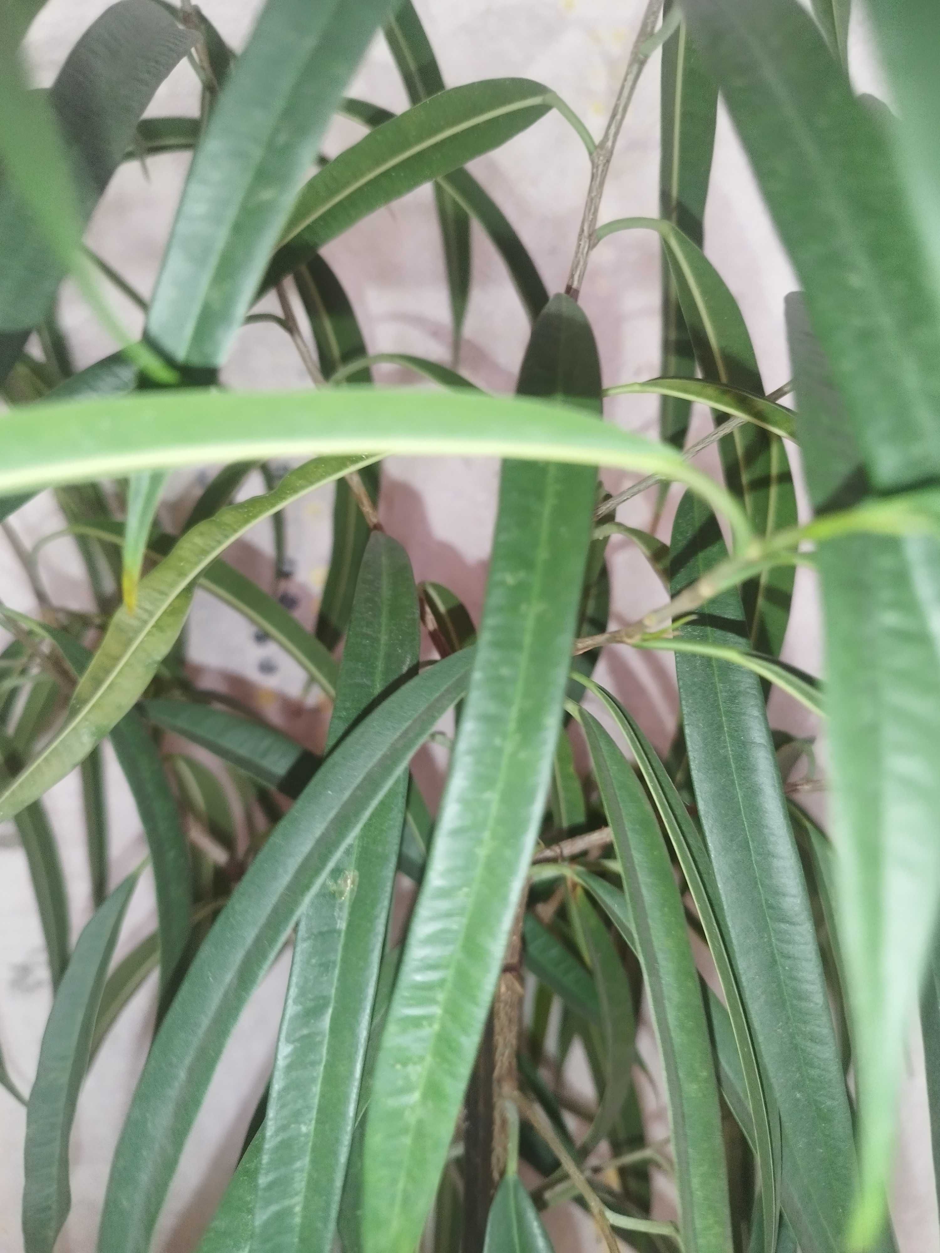 Фикус биннедика Али (Ficus binnendijkii Alii)