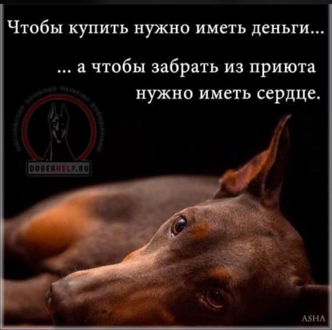 Спасите с отлово породистых и полупородистых животных