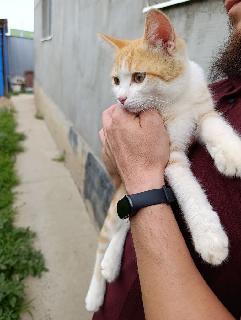 Коты в добрые руки