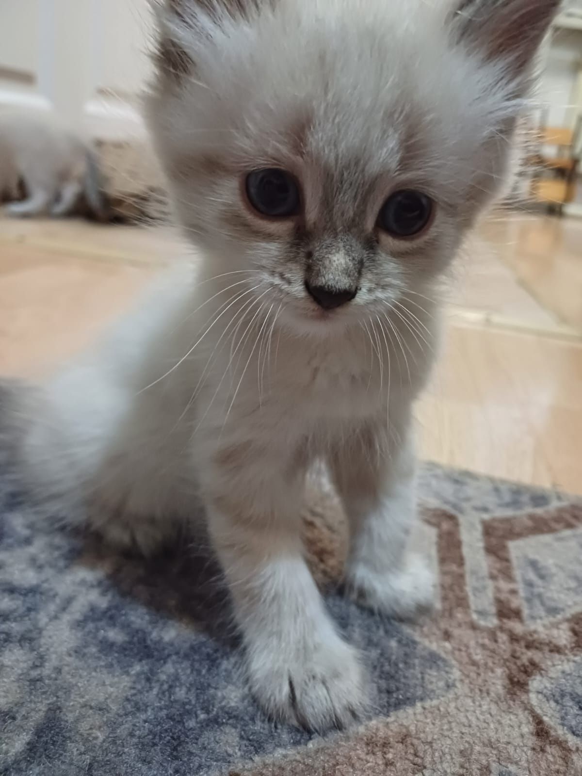 Отдам котят в добрые руки