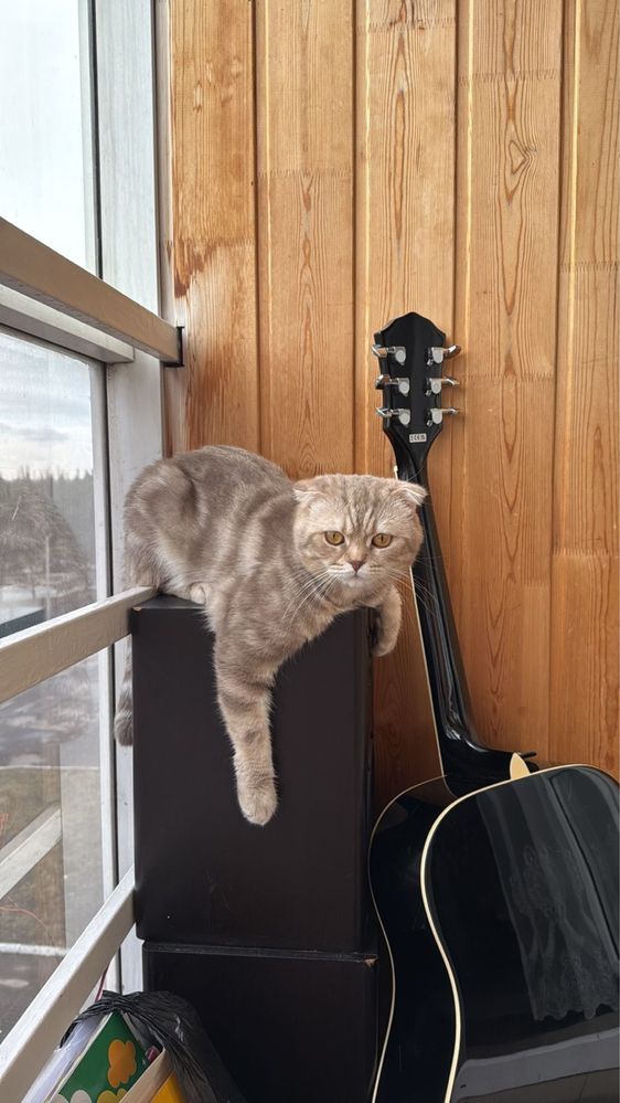 Продается котенок (страйт)