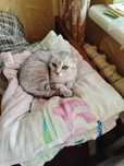 Кошка ищет ответственных хозяев