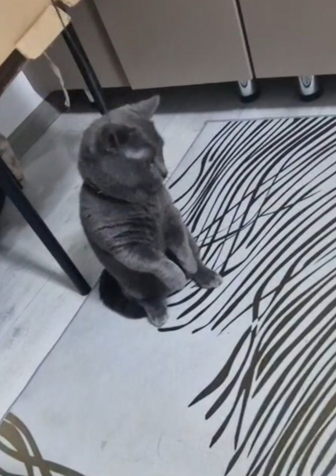 Манчкин мальчик Грей