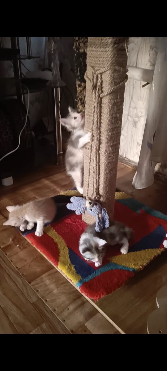 Продам котят Мейн Кун