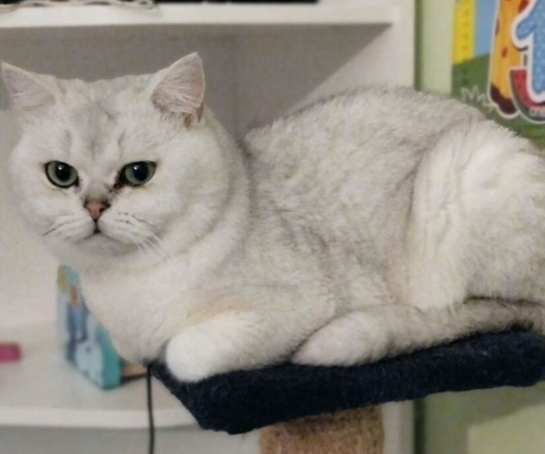 Вязка кота! Шиншила серебро дрогоценый окрас