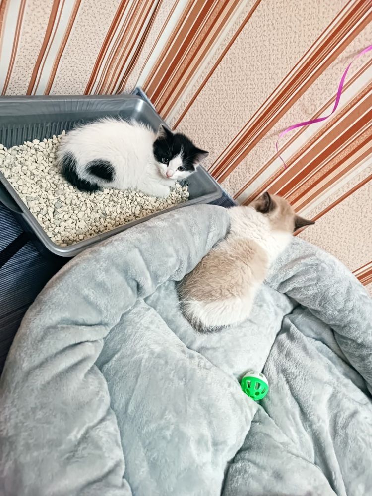 отдам  котят  даром