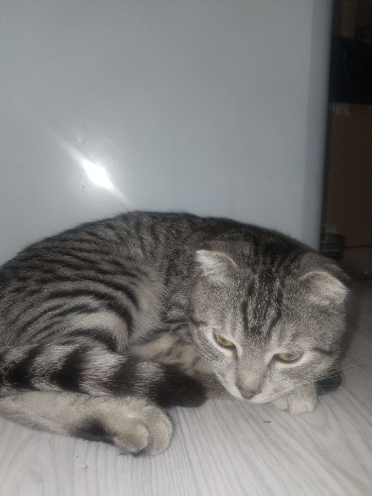 Шотлански ккошка