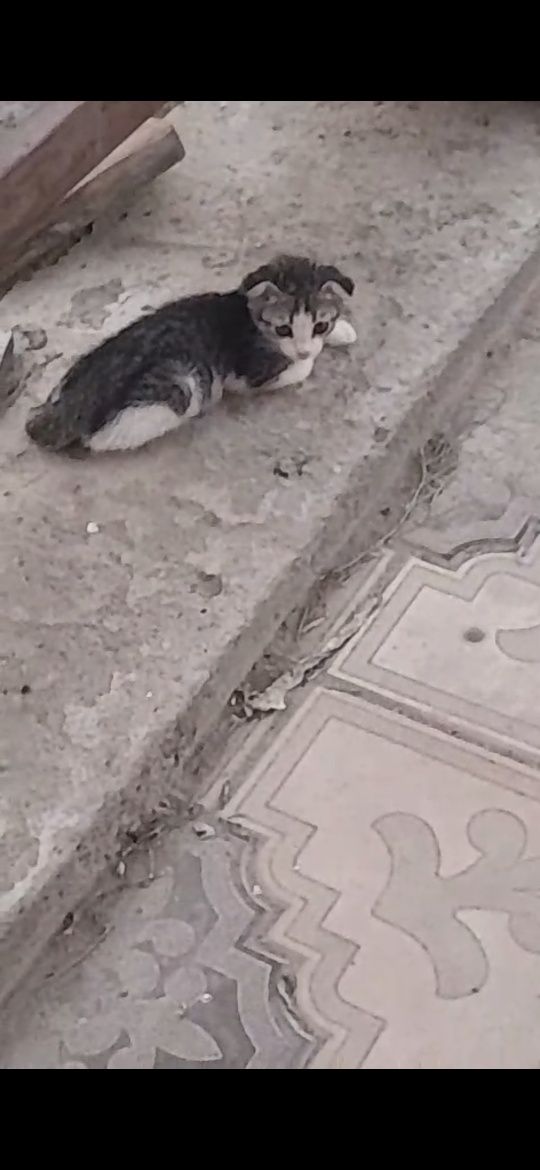Мысык котята породистый