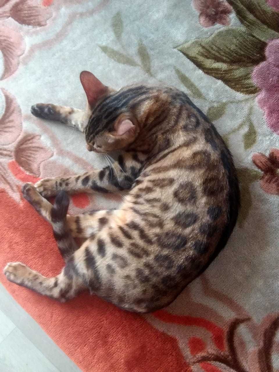 Бенгальская кошка