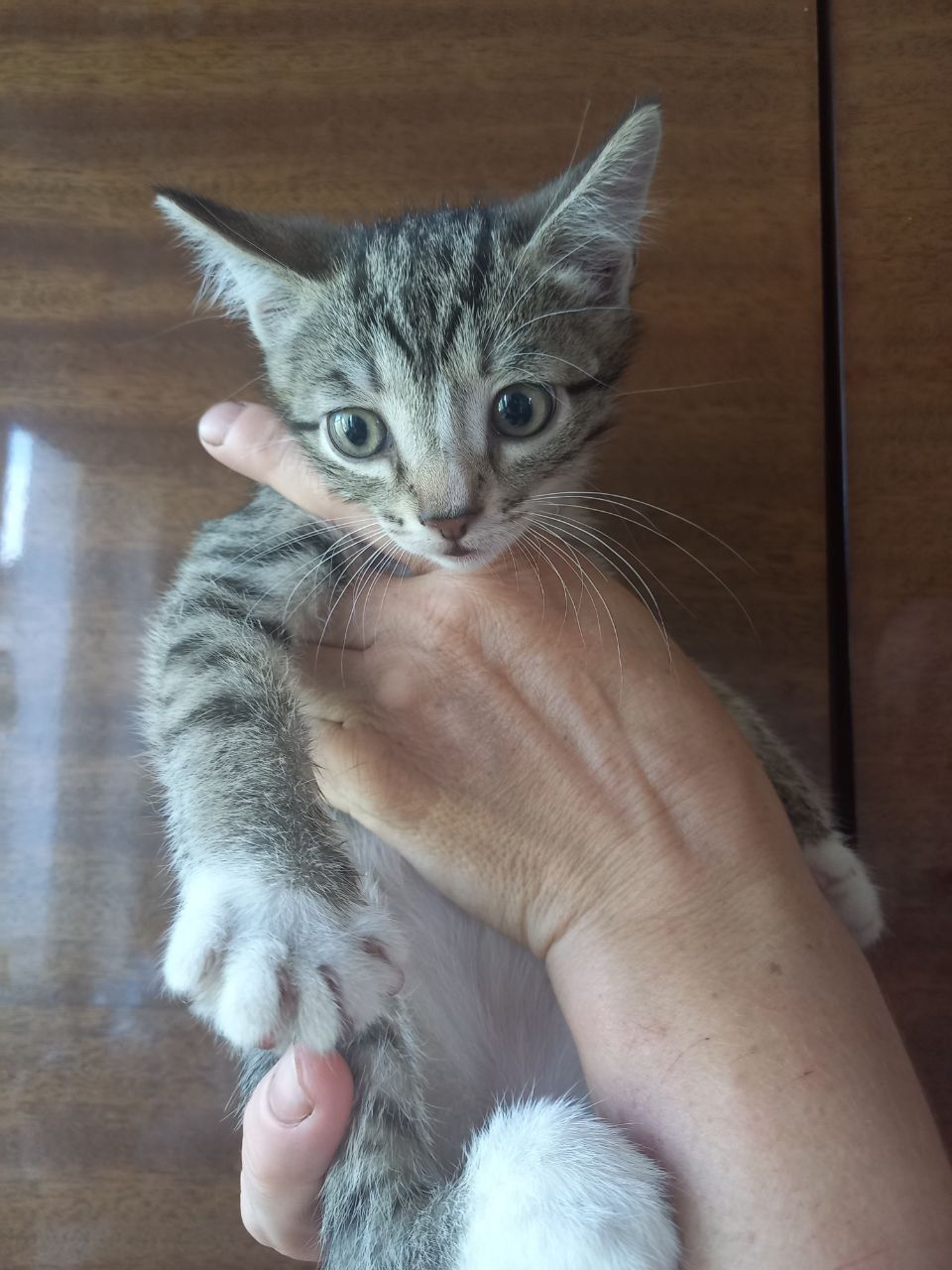 СРОЧНО Котята в добрые руки