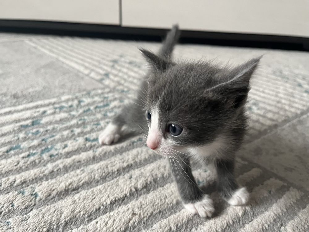 отдам котяток в добрые руки!!