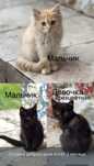 Котята подросшие воспитанные