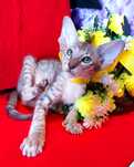 Котята ОРИКИ ! Эксклюзив Голубое пятно и Золото тик
