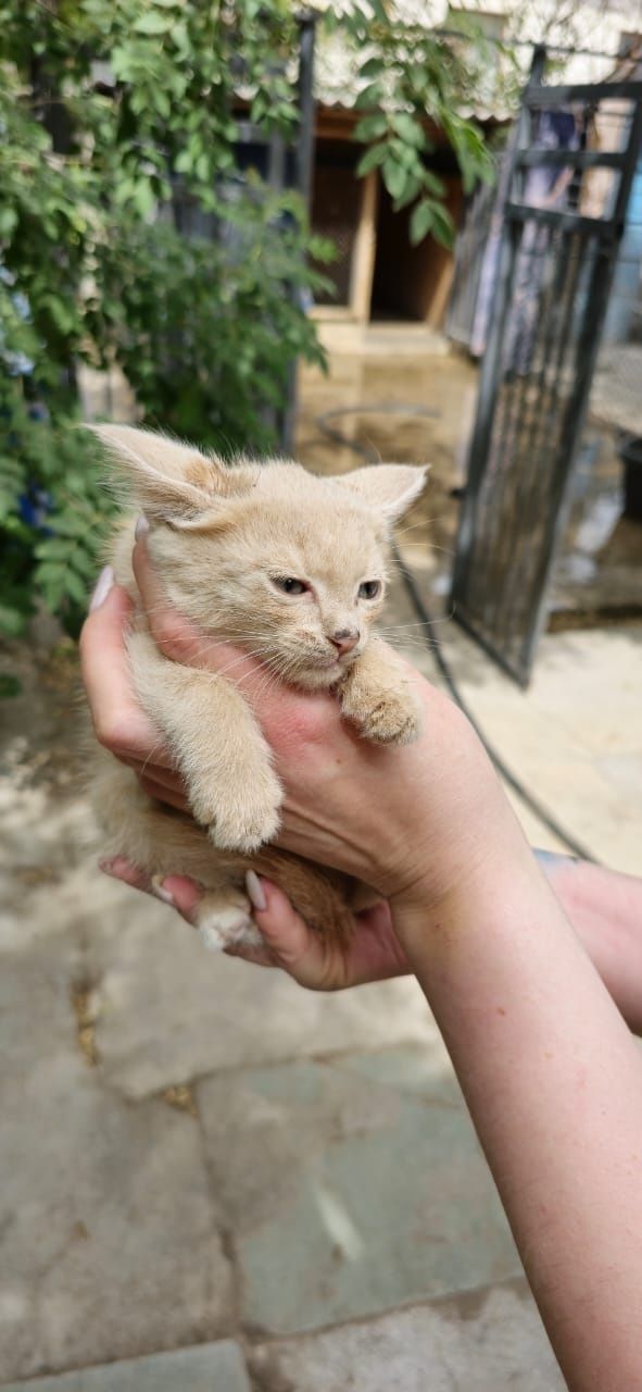 Котята  рыжие милые