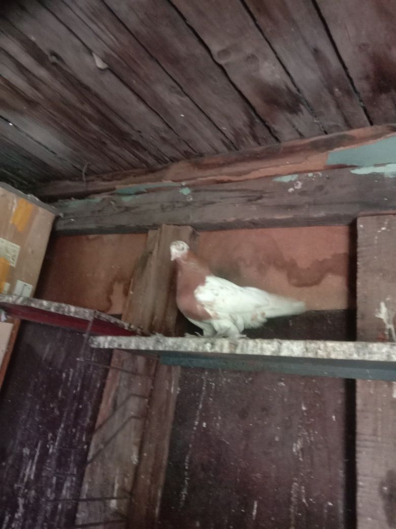 Продам голубку капкан