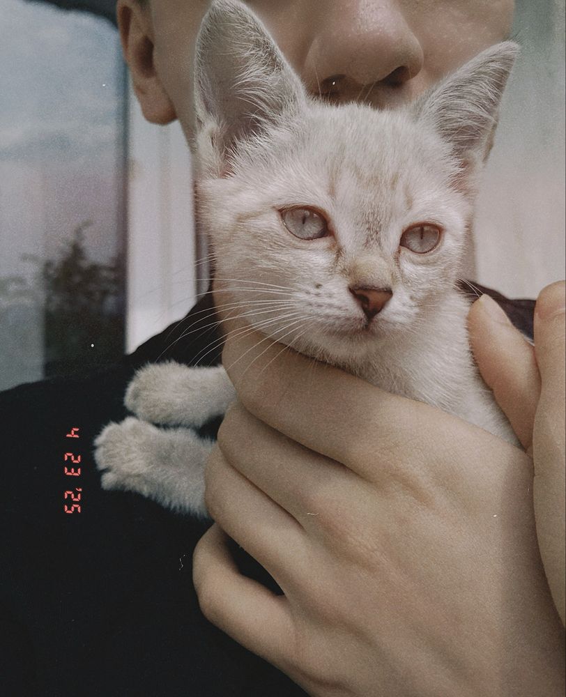 СРОЧНО отдам кошку в добрые руки.