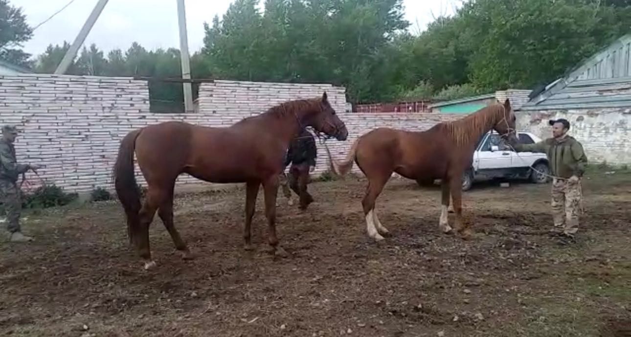 Чистокровный жеребец