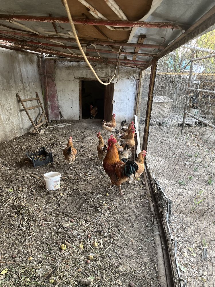 Кучинский тауықтары