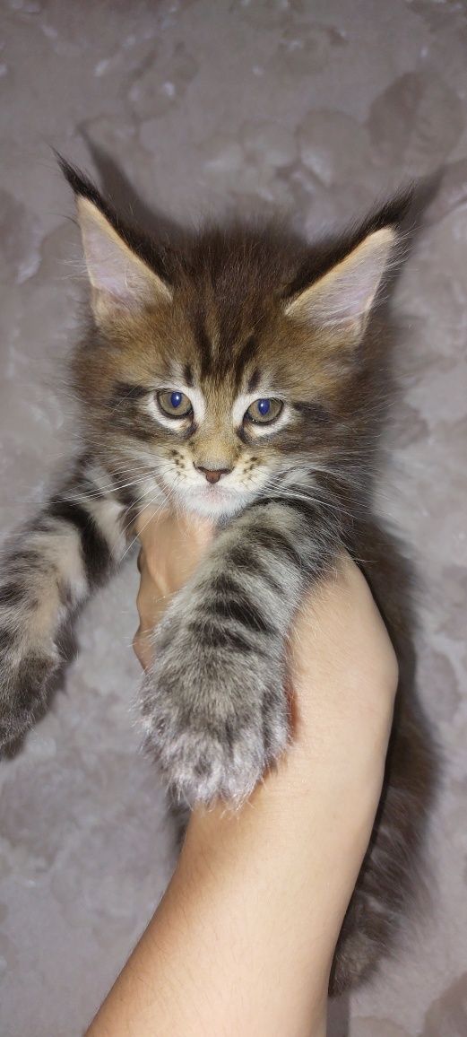 Котята мейн-кун!!!