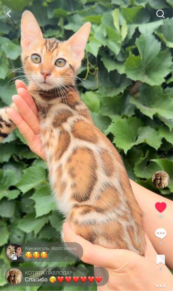 Клубные бенгальские котята