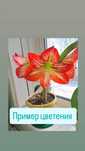 Продаю комнаты и уличные цветы ,саженцы клубники