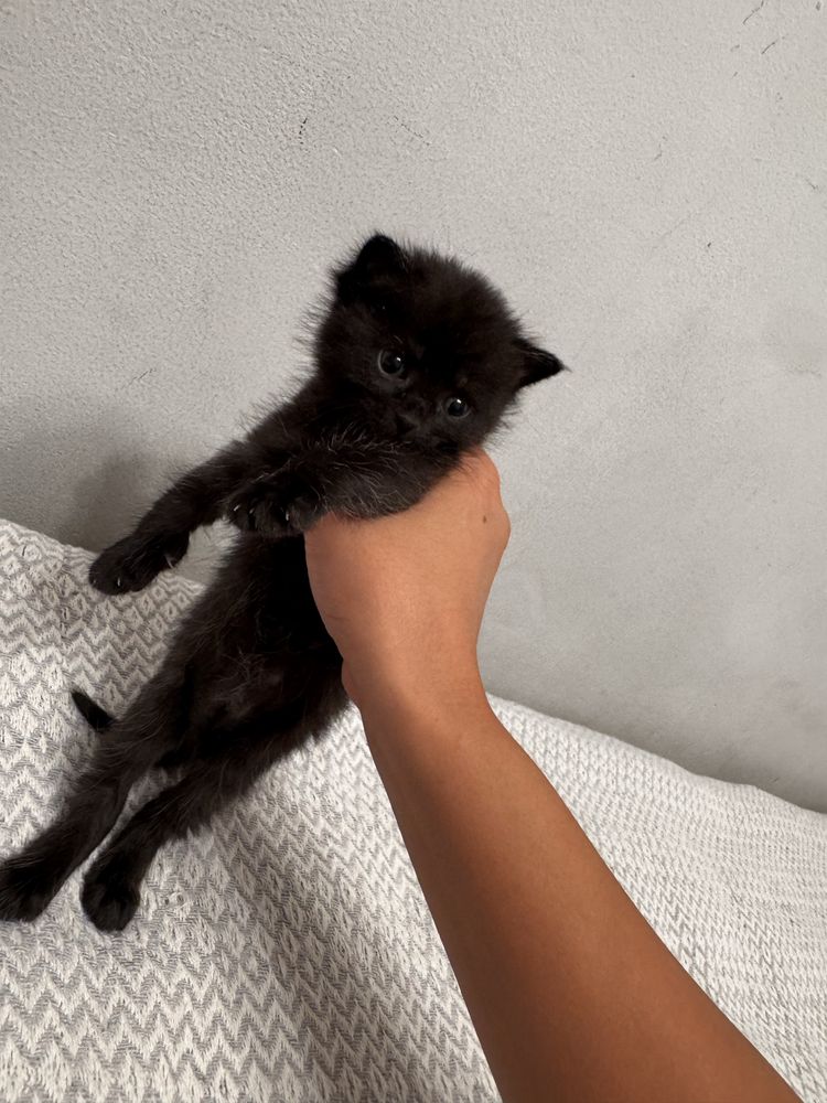 Котенок/кошка/кот