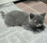 Котенок - британская короткошёрстная