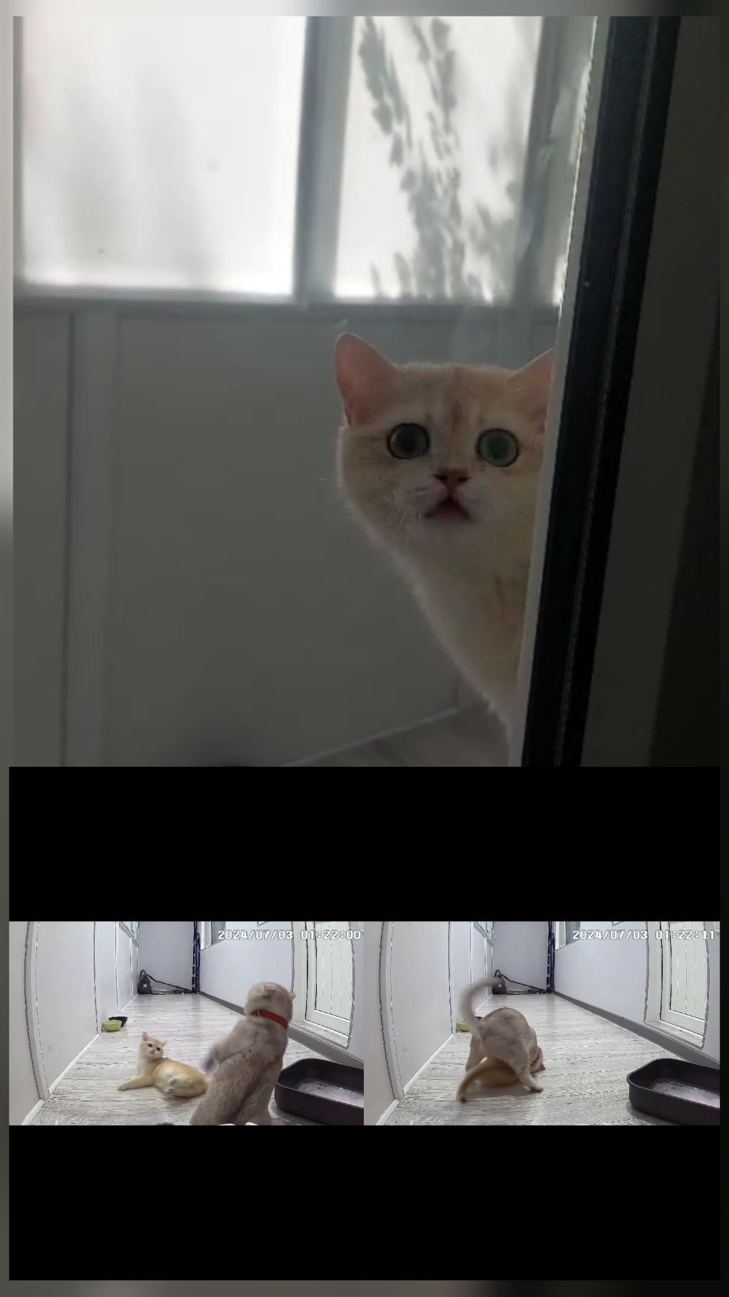 Кот на Вязку с опытом ( для прямоухих и вислоухих)