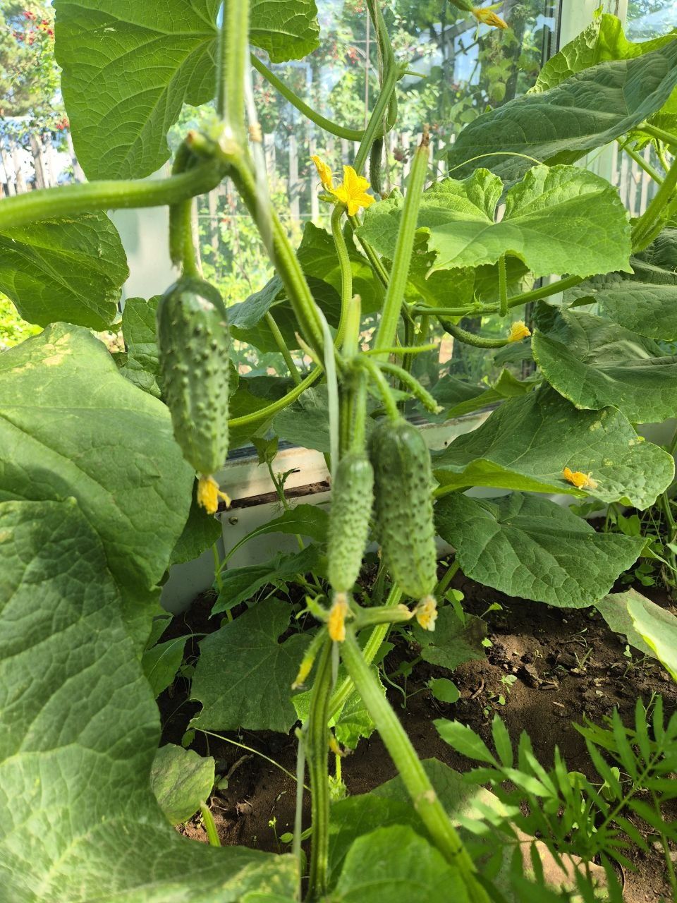 Продам огурцы домашние