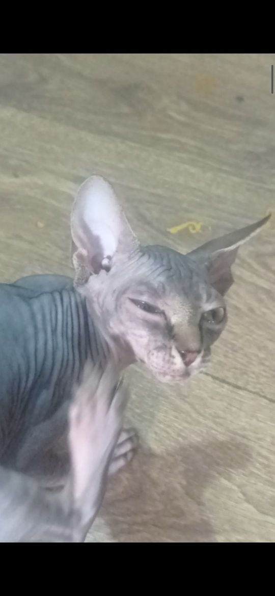 Котёнок сфинкс Конада