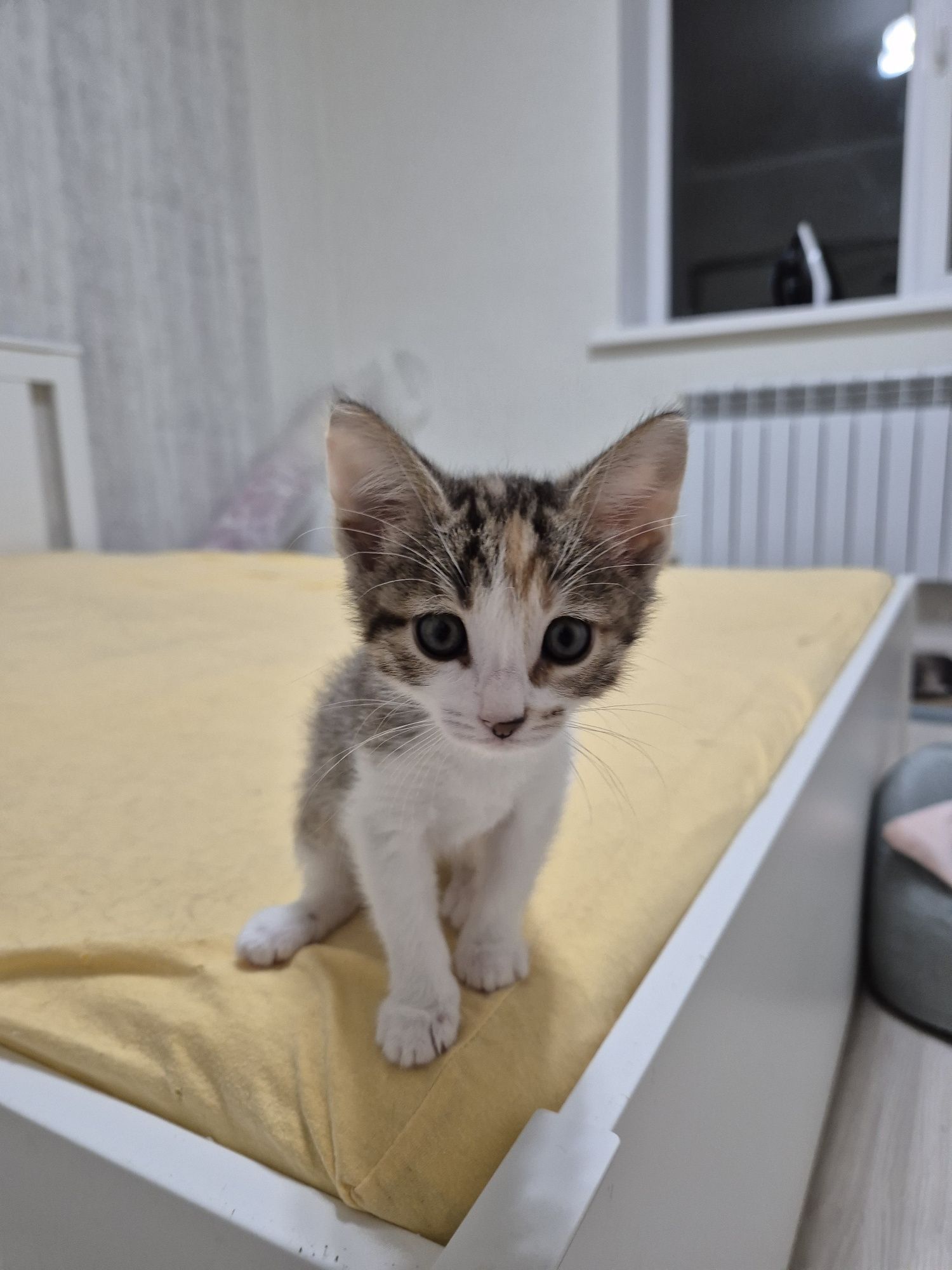 Котята девочки в добрые руки
